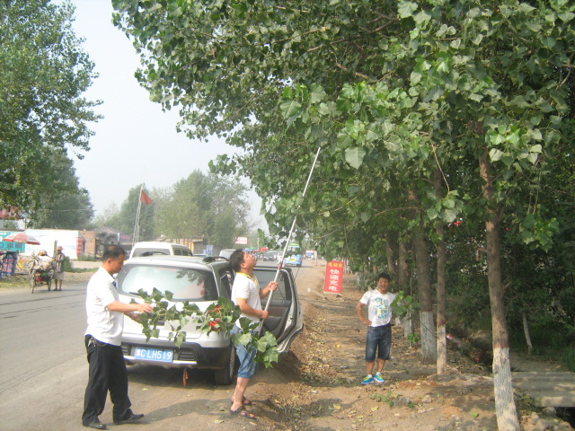 ɭ�ֲ��溦����